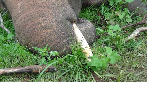 புத்தளத்தில் 2 கொம்பன் யானைகள் மின்சார வேலியில் சிக்கி பலி | 2Elephants Stuck Electric Fence And Died Puttalam