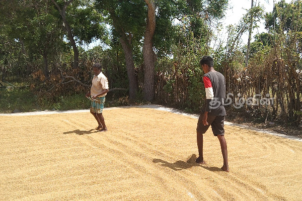 அறுவடை செய்த நெல்லை விற்பனை செய்ய முடியாத நிலையில் விவசாயிகள்(Photo) | Farmers Are Unable To Sell The Harvested Paddy