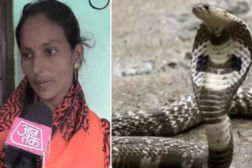 3 மணி நேரம் பெண்ணின் காலில் சுற்றியிருந்த ராஜநாகம்... பின்பு நடந்தது என்ன?