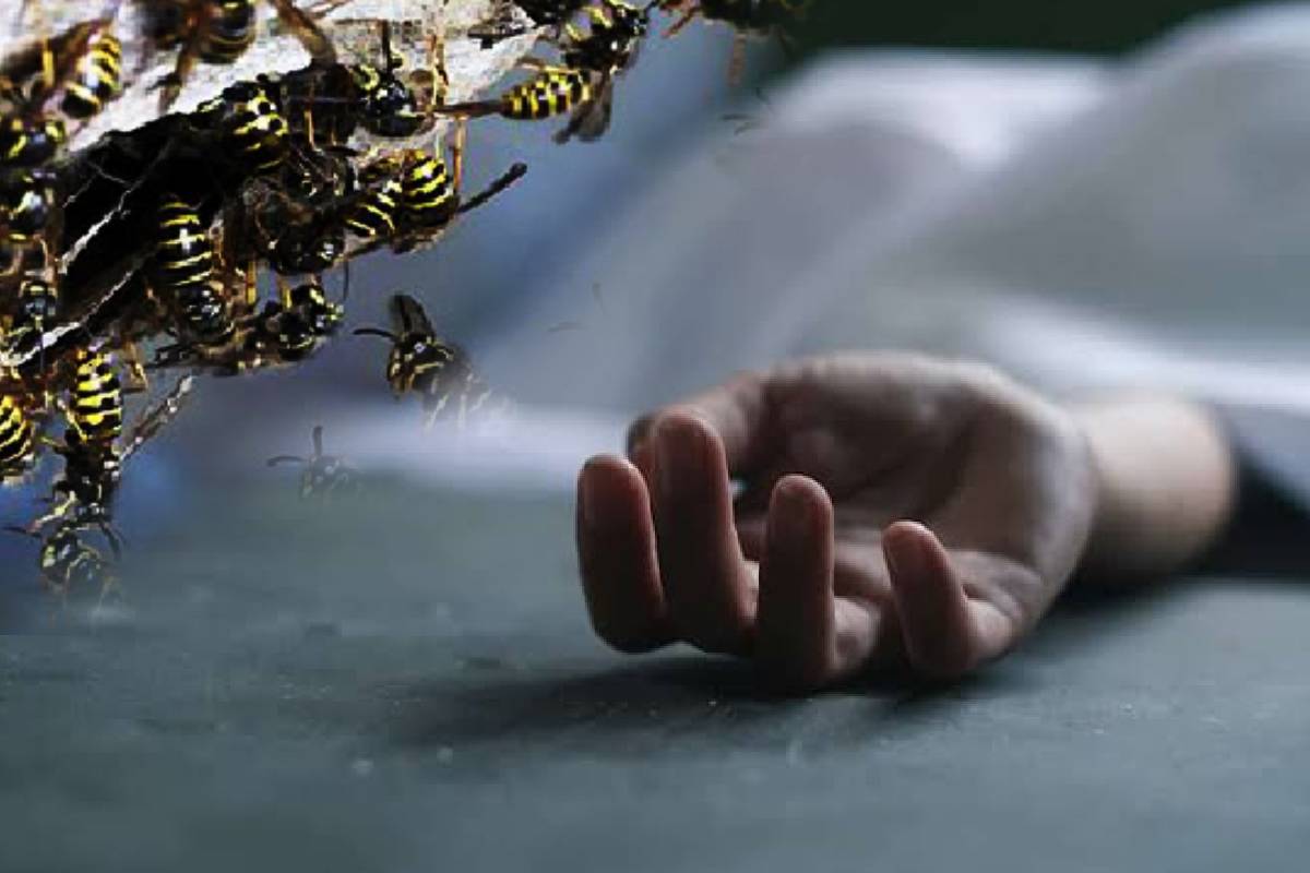 லிந்துல ஓல்ட்ரீம் தோட்டத்தில் குளவி தாக்குதல்: ஒருவர் பலி | Wasp Attack At Oldream Estate In Lindula லிந்துல ஓல்ட்ரீம் தோட்டத்தில் குளவி தாக்குதல்: ஒருவர் பலி | Wasp Attack At Oldream Estate In Lindula