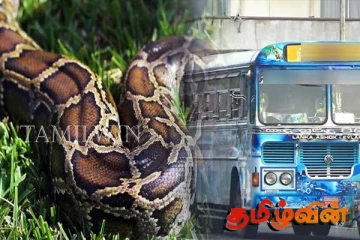 மக்கள் பயணித்த பேருந்துக்குள் பரபரப்பை ஏற்படுத்திய பாம்பு - பதறியடித்த பயணிகள்
