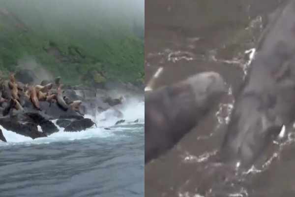sea lion whales in russia japan tsunami