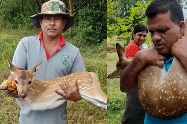மானை நாயிடமிருந்து காப்பாற்றிய மக்கள் | The People Who Saved The Deer From The Dog