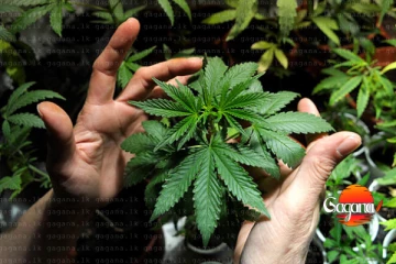 ලංකාවෙත් දැන් ගංජා වගාවක්