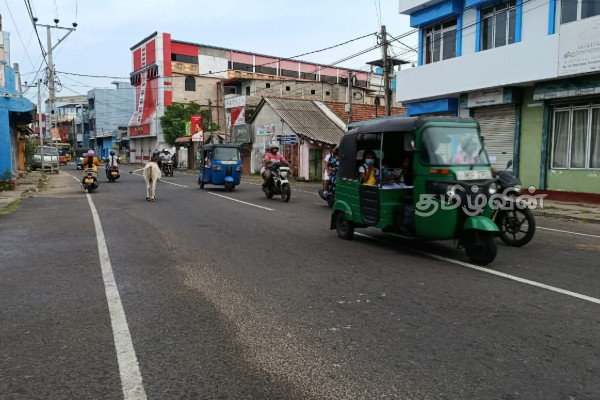 திருகோணமலை நகர் வீதிகளில் கட்டாக்காலி மாடுகளின் அச்சுறுத்தல்:விடுக்கப்பட்டுள்ள கோரிக்கை | Stray Cows On The Streets Of Trinco திருகோணமலை நகர் வீதிகளில் கட்டாக்காலி மாடுகளின் அச்சுறுத்தல்:விடுக்கப்பட்டுள்ள கோரிக்கை | Stray Cows On The Streets Of Trinco