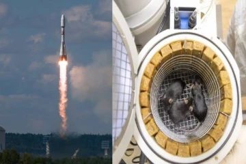 விண்வெளிக்கு கொண்டு செல்லப்பட்ட 75 எலிகளில் 10 எலிகள் உயிரிழப்பு - என்ன காரணம்?