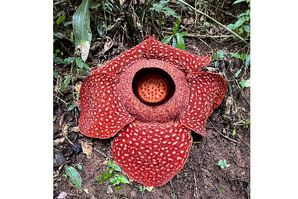 உலகத்தின் மிகப்பெரிய பூ இது தானா? இதன் அம்சம் என்ன... அரிய புகைப்படம் | Indonesian Man Finds Rafflesia