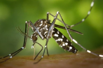 யாழ்.மாவட்டத்தில் டெங்கு நோய் அதிகரிப்பு (Video)