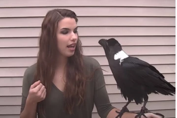 அட என்ன அழகா பேசுது... இளம் பெண்ணுடன் அழகிய குரலில் பேசிய அதிசய காக்கா!