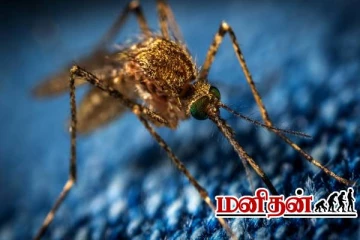 டெங்கு கொசுவை ஒழித்துக் கட்டும் புதிய தொழிற்சாலை.. இங்கு என்ன உள்ளது தெரியுமா?