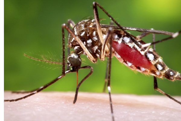 பிரேசிலில் மக்கள் அனைவருக்கும் டெங்கு தடுப்பூசி! | Dengue Vaccine For All People In Brazil