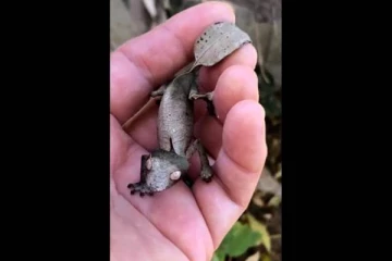 காய்ந்த இலை வடிவத்தில் பார்ப்பவர்களை ஏமாற்றிய பல்லி! பல வருட முயற்சியில் எடுக்கப்பட்ட வைரல் காட்சி