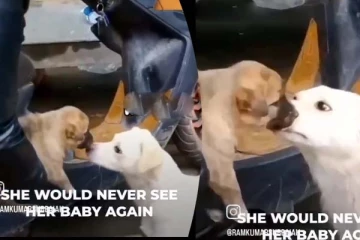 குட்டிக்கு தாய் நாய் கொடுத்த கடைசி முத்தம்! 1000 தடவை பார்த்தாலும் சலிக்காத காட்சி