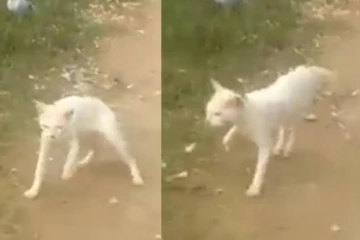 சரக்கு அடித்த பூனை - தள்ளாடி நடந்த வைரல் வீடியோ