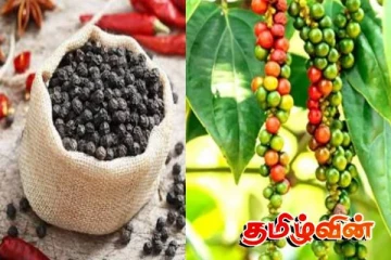 மிளகு விலை சடுதியாக அதிகரிப்பு
