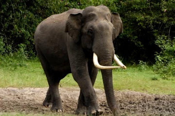 பெண்ணை மிதித்து கொன்ற காட்டு யானை., இறுதிச் சடங்கின்போது மீண்டும் சடலத்தை தாக்கியதால் பரபரப்பு!