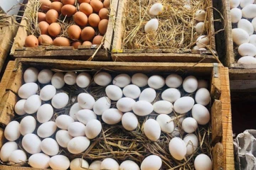 இன்னும் இரு வாரங்களில் முட்டை விலையில் ஏற்படவுள்ள மாற்றம்