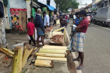 யாழில்  வாழைக்குற்றிகளுக்கு வந்த  திடீர் மவுசு!