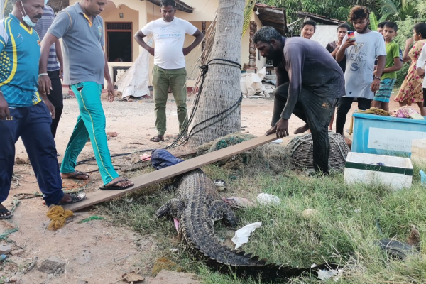 கடற்றொழிலாளர்களின் வலையில் சிக்கிய  எட்டு அடி நீளமான முதலை | An Crocodile Trapped In A Fisherman S Net