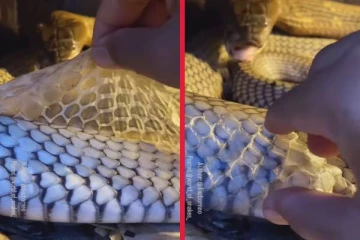 viral video: ராஜ நாகத்துக்கே தோலை உறித்துவிடும் நபர்! இறுதியில் என்ன நடந்தது?