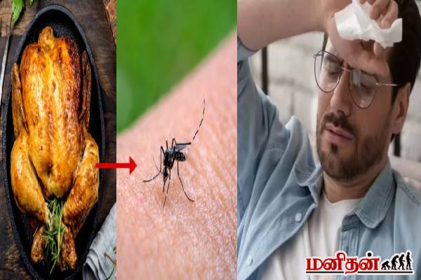 சிக்கன் சாப்பிட்டா சிக்குன்குனியா வருமா? தெளிவாக விளக்கும் மருத்துவ நிபுணர் | Can Eating Chicken Cause Chikungunya Docter Advise