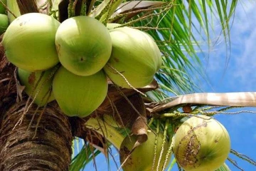 சட்டவிரோதமாக மூன்று தேங்காய் பறித்த 2 பேர் கைது