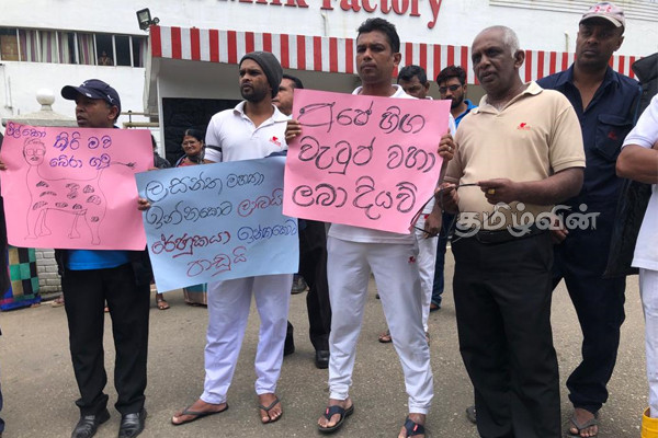மில்கோ நிறுவன தலைவரை பதவி நீக்குமாறு கோரி நுவரெலியாவில் போராட்டம் | Chairman Should Be Terminated Milko Workers