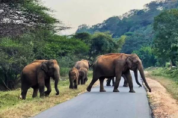 கந்தளாயில் காட்டு யானைகளின் அட்டகாசம்: விவசாயிகள் கவலை | Wild Elephants Rampage In The Fields Outside கந்தளாயில் காட்டு யானைகளின் அட்டகாசம்: விவசாயிகள் கவலை | Wild Elephants Rampage In The Fields Outside