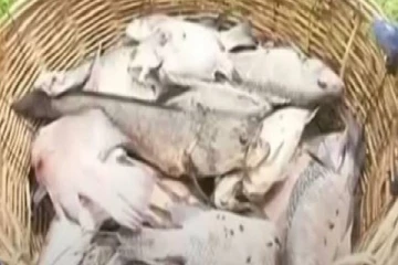 குருநாகல் கடற்கரையில் இறந்த நிலையில் கரையொதுங்கும் மீன்கள்