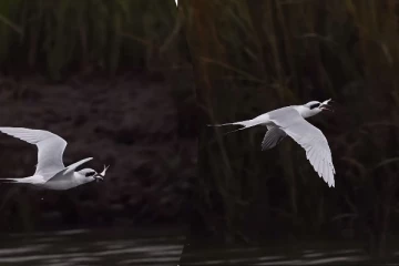 Viral Video: பறந்து கொண்டே மீனை உணவாக்கிய பறவை... சிலிர்க்க வைக்கும் காட்சி