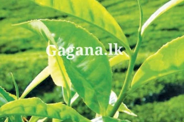 අනපේක්ෂිතව පහල ගිය තේ..