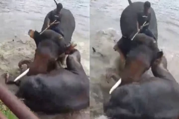 யானைகளுக்கு இடையேயான மோதலில் சுற்றுலாப்பயணி உயிரிழந்த விவகாரம்: சமீபத்திய தகவல்