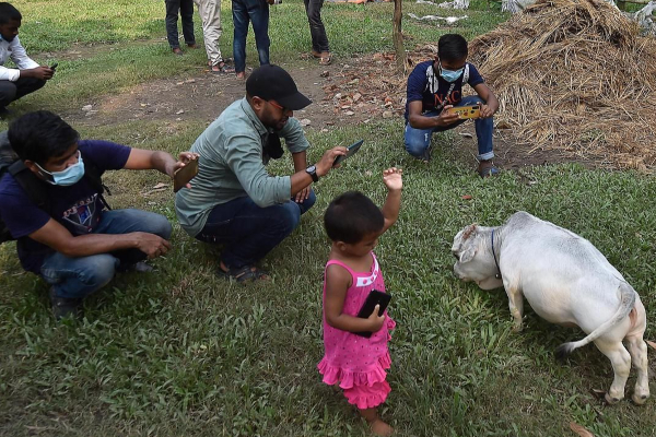உலகிலேயே மிக குள்ளமான பசு.. காண திரண்டு வரும் மக்கள்; வைரல் புகைப்படம்! | 23 Month Old Dwarf Cow In Bangladesh
