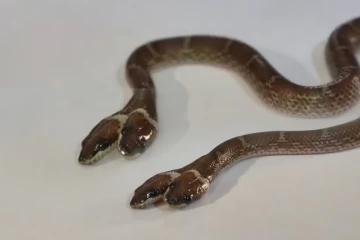இரண்டு தலைகள் கொண்ட அரிய வகை பாம்பு