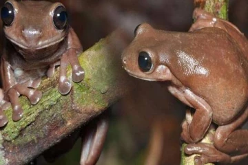 மிகப்பெரும் தீவில் இனம் காணப்பட்ட அரிய தவளை; வைரலாகும் புகைப்படம்