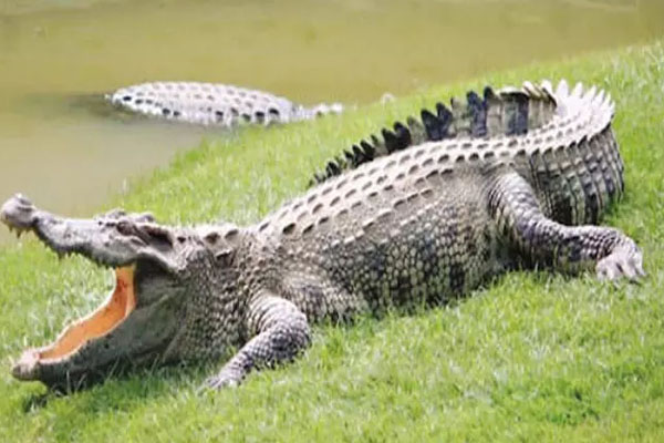மக்கள் வாழும் பகுதிக்குள் முதலை நடமாட்டம் | Movement Of Crocodiles Into Populated Areas
