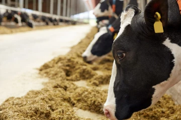 ஆயிரம் ரூபாவினால் அதிகரித்த புண்ணாக்கின் விலை!