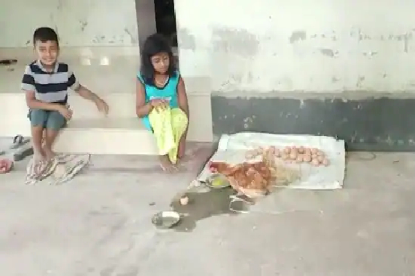 06 மணிநேரத்தில் 24 முட்டைகளை போட்ட அதிசய கோழி - பார்க்க படையெடுக்கும் மக்கள் | A Hen Put 24 Eggs Within 6 Hours