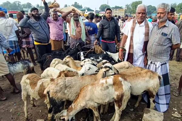 களைகட்டும் பொங்கல்: சந்தையில் ரூ.5 கோடிக்கு ஆடுகள் விற்பனை! - தமிழ்நாடு