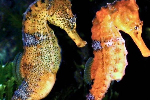 அருமருந்தாகும் கடல் குதிரை.. அரசாங்கம் விடுத்துள்ள எச்சரிக்கை | Importance Of Seahorses அருமருந்தாகும் கடல் குதிரை.. அரசாங்கம் விடுத்துள்ள எச்சரிக்கை | Importance Of Seahorses