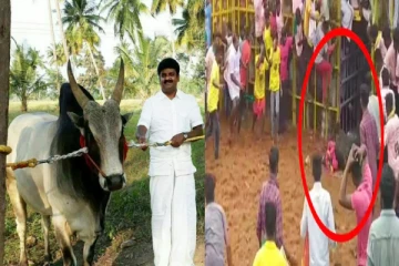 ஜல்லிக்கட்டு போட்டியில் முன்னாள் அமைச்சர் விஜயபாஸ்கர் காளை மயங்கி விழுந்து காயம்