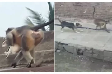 “இது கொலை இல்ல வஞ்சம்” : குரங்குகள்-நாய்களுக்கிடையே வெடித்த மகா யுத்தம்