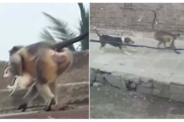 “இது கொலை இல்ல வஞ்சம்” : குரங்குகள்-நாய்களுக்கிடையே வெடித்த மகா யுத்தம் - தமிழ்நாடு