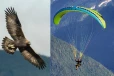 பிரான்ஸில் நடுவானில் பாராகிளைடருக்கும்- கழுகுக்கும் இடையே நடந்த மோதல்! என்ன நடந்தது?