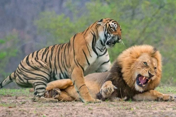 இலங்கையில் சிங்கம் புலிகளுக்கும் கூட  உணவில்லை