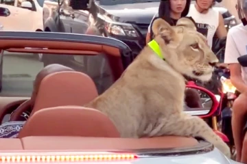 சிங்க குட்டியுடன் காரில் தாய்லாந்து தெருக்களை சுற்றிய நபர்கள்: இலங்கையர் உட்பட 3 மீது பாய்ந்த வழக்கு