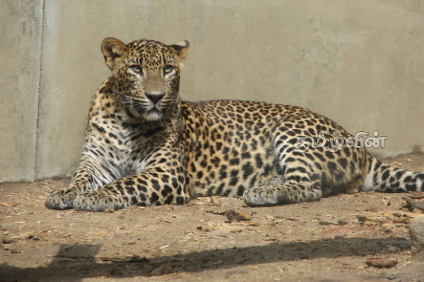 நாயொன்றை வேட்டையாட வந்து பொறியில் சிக்கிய சிறுத்தை | Leopard That Got Caught In A Trap