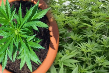 இலங்கையில் கஞ்சா பயிரிட அனுமதி...! அமைச்சர் வெளியிட்ட தகவல்