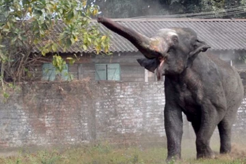 திருகோணமலையில் அதிகரித்து வரும் யானைகளின் அட்டகாசம்: ஒருவர் பலி (photos)