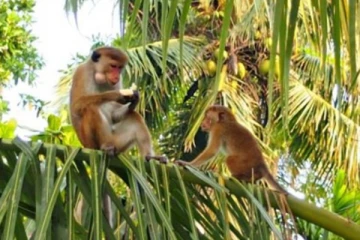 රිලා රංචුවක් කාන්තාවක් අවසන් ගමන් යවයි..! (VIDEO)